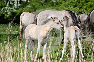 two brown horses standing next to each other in the grass