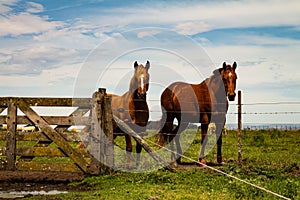 Two brown horses standing next to a wooden gate in the countryside. Mammalian of brown color and lighter mane