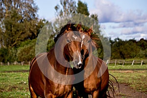 Two brown horses standing together