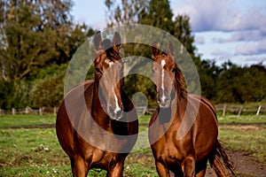 Two brown horses standing together photo