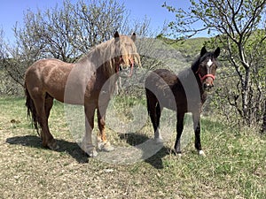 two brown horses watch anxiously