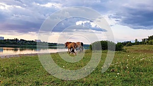 Two brown horses, young foal and mare, with a shepherd dog running on the green grass pasture near the lake in a sunny summer day.