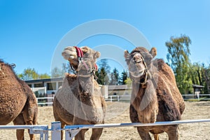 Two brown humped camels behind the hedge pull their snouts