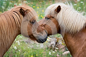 Two brown Icelandic horses getting to know each other