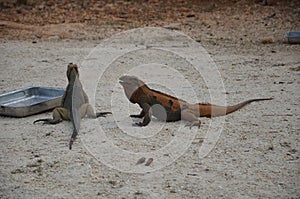 Two brown iguanas at feeding time in the reserve Fauna of the Caribbean
