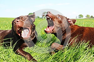 Two brown labrador retrievers lie in the garden and play dangerously with their mouths open