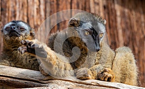 Two brown lemurs in zoo