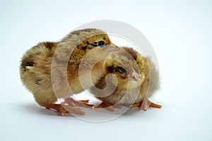 two brown little chickens isolated on the white