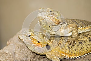 Two Brown lizzards