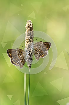 Two brown moths sit on a flowering blade of grass on a blurred green background with bokeh,illuminated by the sun . Beauty is in n