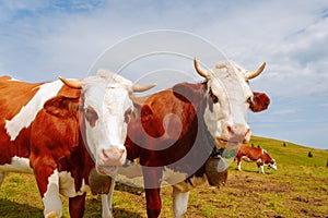 Two brown mountain cows with bells and horns.