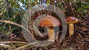 Two brown mushrooms in the forest