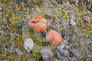 two brown oak acorns lie on green moss