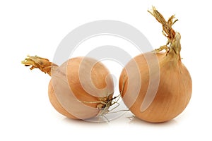 Two brown onions