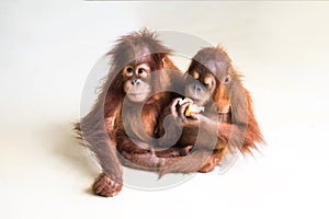 Two brown orangutan on smooth background