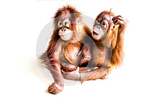 Two brown orangutan on smooth background
