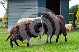 Two brown ouessant sheep looking funny amazed