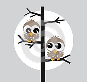 Two brown owl owls in a tree