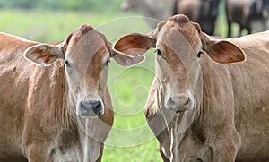 Two brown oxen on a fattening regimen