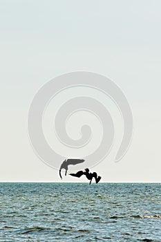 Two Brown pelicans diving into tropical waters