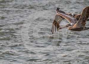 Two Brown Pelicans Flying over the Pacific Ocean Close Up