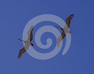 Two Brown Pelicans gliding in unison with a background of deep blue sky