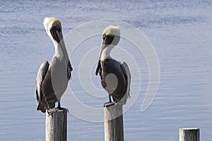 Two brown pelicans stare directly at each other along Laguna Mad