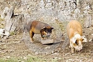 Two brown pigs with long hair. Ecuador photo