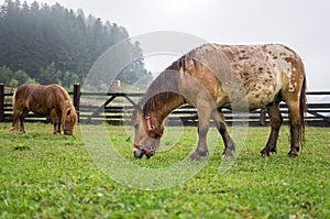 Two brown ponies grazing