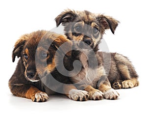 Two brown puppies.