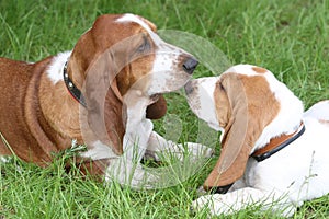 Two brown puppies Basset Hound