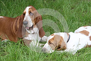 Two brown puppies Basset Hound