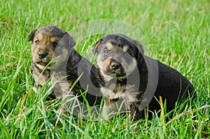 two brown puppies are sitting in the park and looking into the lens. glass