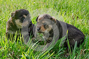 two brown puppies are sitting in the park and looking into the lens. glass