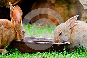 Two brown rabbits drinking water in the garden