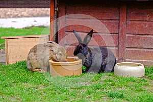 Two brown rabbits drinking water in the garden