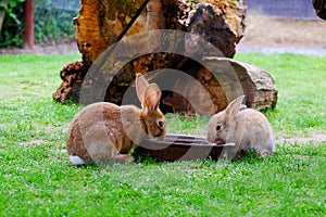 Two brown rabbits drinking water in the garden