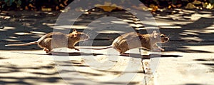 Two brown rats scamper across shadow patterned pavement, their movement and alertness to surroundings captured in bright