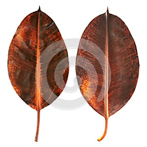 Two brown rubber leaves fell from the tree. dry leaves, exotic, tropical