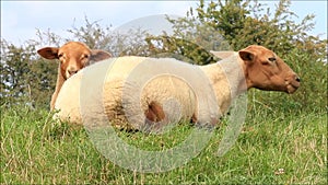 Two brown sheep lying and ruminating on meadow