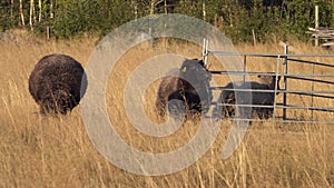 Two brown sheep rubbing at the fence on the wild pasture in the forest. Agriculture.