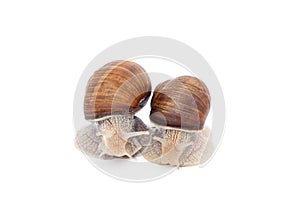 Two brown snails