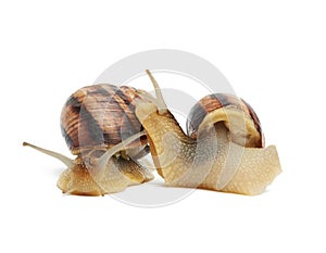 Two brown snails isolated on white background, side view and front view