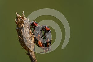 Two Brown soft beetles (Cantharis fusca) mating perched on a plant