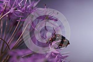 Two Brown soft beetles (Cantharis fusca) mating perched on a purple flower