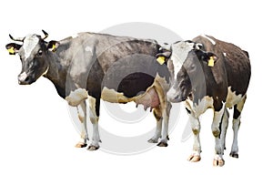 Two brown spotted cow isolated on a white