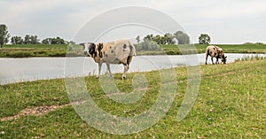 Two brown spotted sheep on a