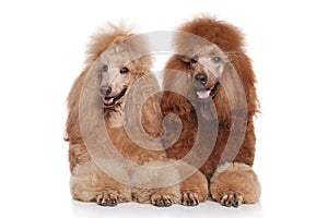 Two brown Standard Poodles