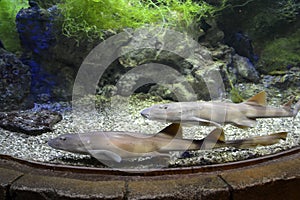 Two brown-striped cat sharks swim in the aquarium
