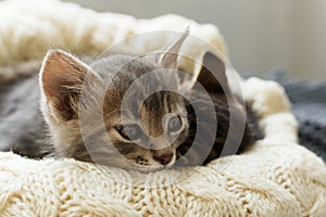 Two Brown striped cats kittens sleeps on knitted woolen beige plaid. Little cute fluffy cat. Cozy home